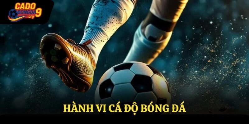 Hành Vi Cá Độ Bóng Đá – Tìm Hiểu Chi Tiết Cùng Cadobongda